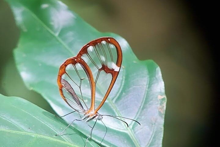 Monteverde Cloud Forest Hanging Bridges Guided Walk