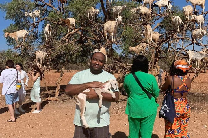 Agadir 3-in-1 Tour: Goats on Trees Souk El Had Crocoparc Tickets
