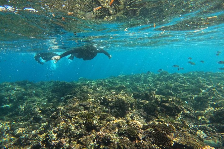 Okinawa Private Snorkeling Tour Blue Cave Hotel pickup available