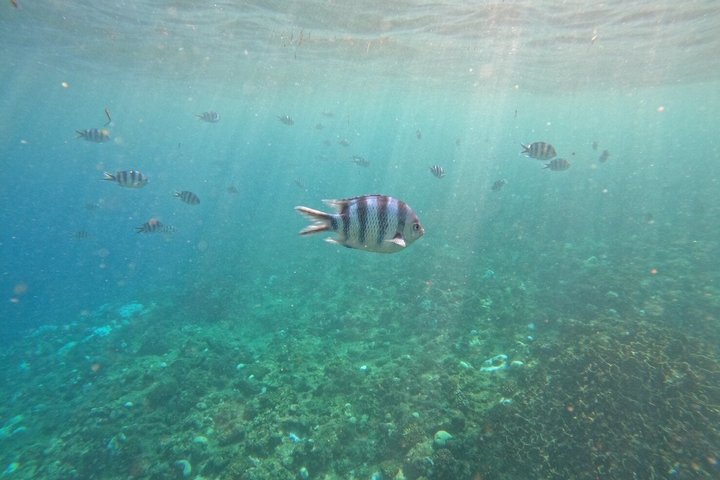 Okinawa Private Snorkeling Tour Blue Cave Hotel pickup available
