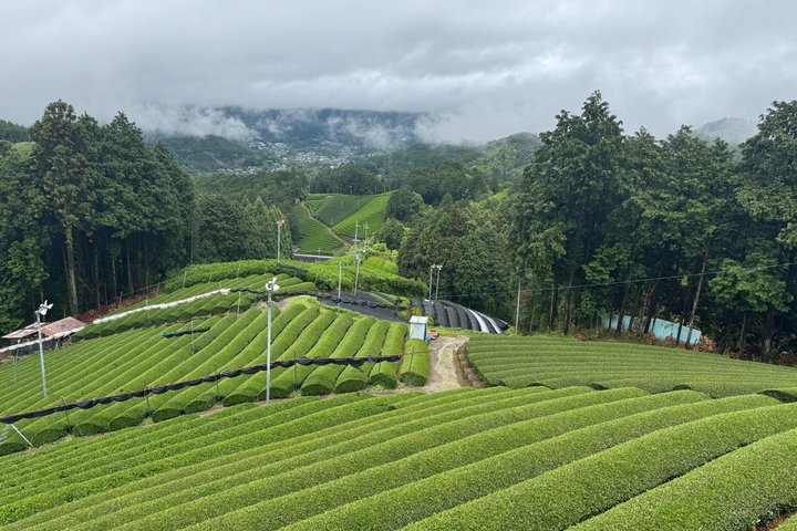 7 Hours Private Guided Tour Uji and Wazuka Matcha Farm