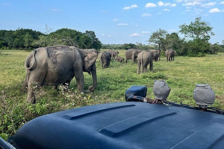 Wasgamuwa National Park Safari