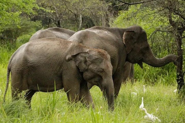 Wasgamuwa National Park Safari