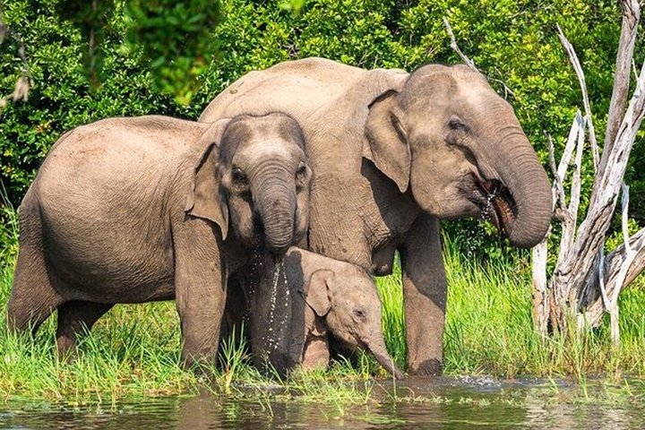 Wasgamuwa National Park Safari