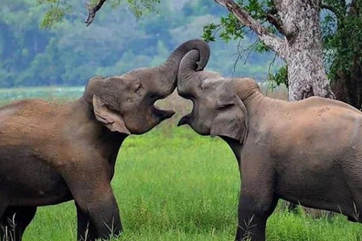 Wasgamuwa National Park Safari