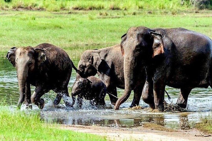 Wasgamuwa National Park Safari