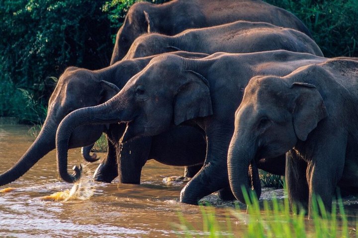 Wasgamuwa National Park Safari