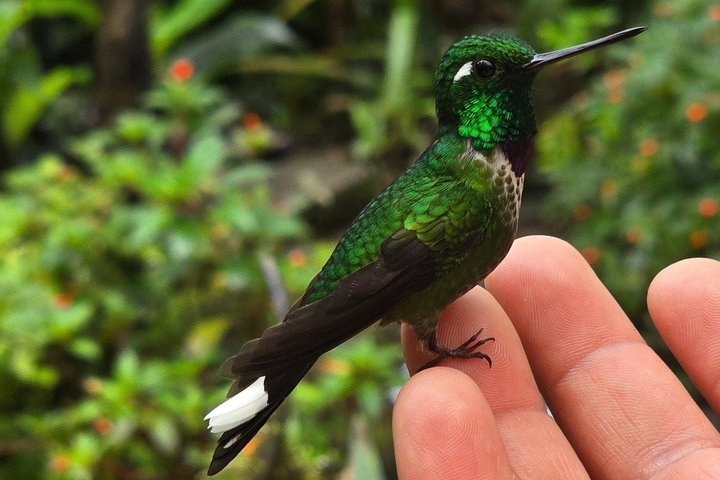 Full-Day Mindo Cloud Forest Tour Birdwatching Waterfalls and Hike