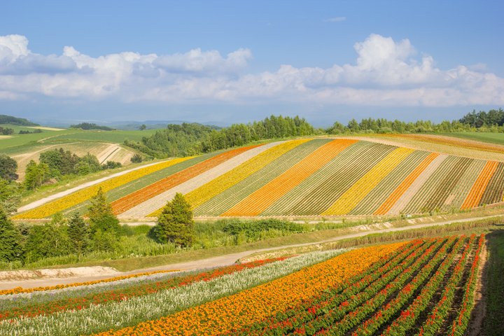 [Late Departure] Biei Best 5 Must-Visit Day Tour from Sapporo