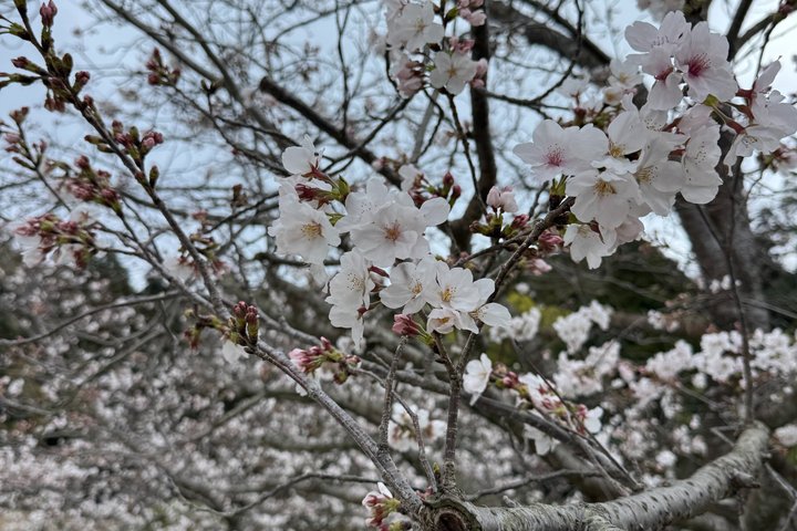 Private Kagoshima: Gardens, Shrines & Observatory by Expert Guide
