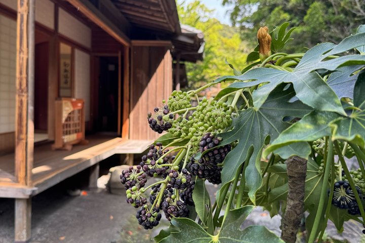 Private Kagoshima: Gardens, Shrines & Observatory by Expert Guide