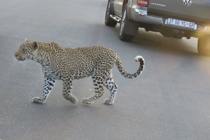 3 Day Kruger National Park Safari & Panorama Route