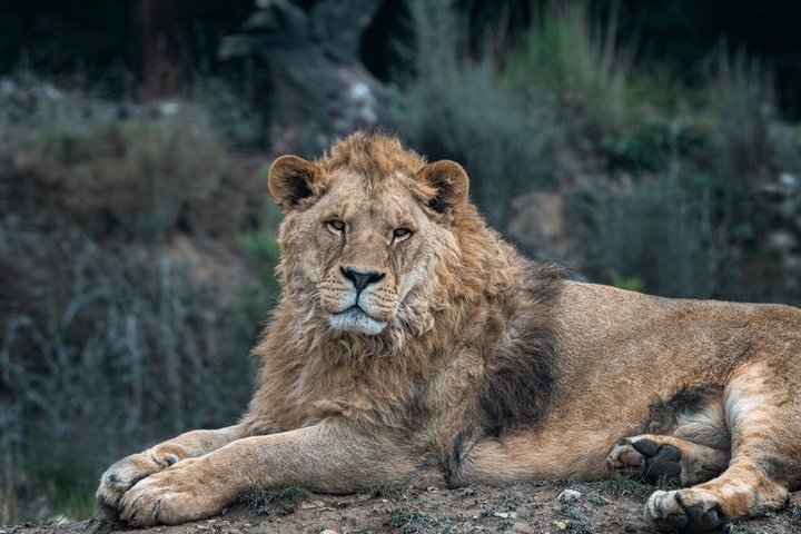 Dar es Salaam: 1-Day Mikumi National Park Safari with Free Pickup