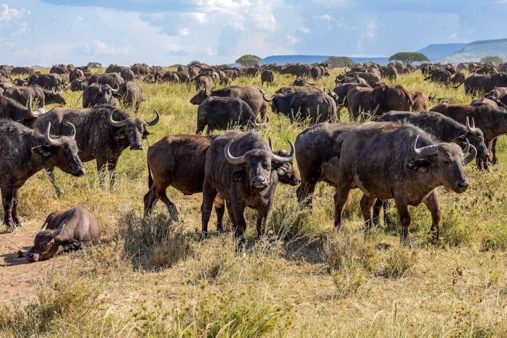 Dar es Salaam: 1-Day Mikumi National Park Safari with Free Pickup