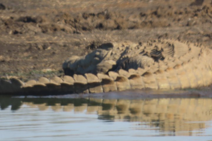 Full Day Kruger Safari Open Vehicle From Hazyview