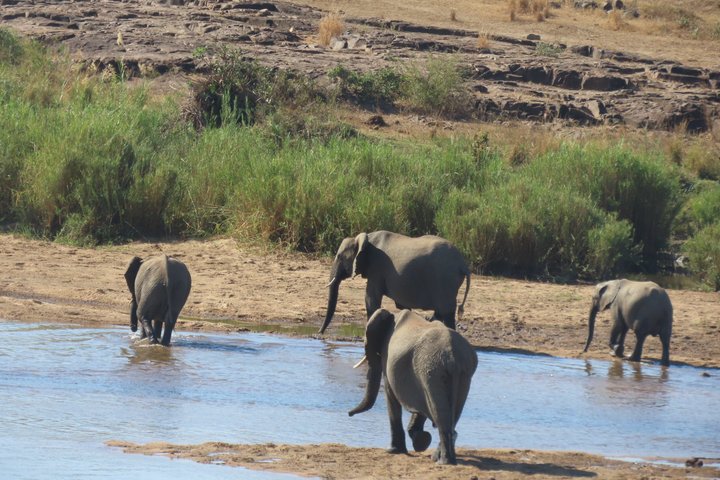 Full Day Kruger Safari Open Vehicle From Hazyview
