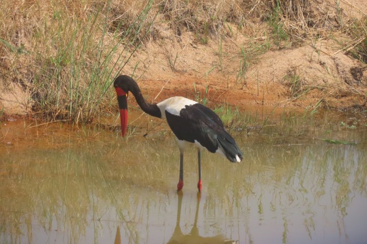 Full Day Kruger Safari Open Vehicle From Hazyview