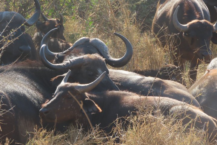 Full Day Kruger Safari Open Vehicle From Hazyview