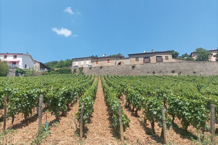 Private tour in Burgundy with your professional guide!