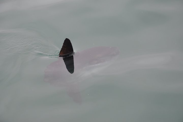 Marine Dolphin Seal Cruise