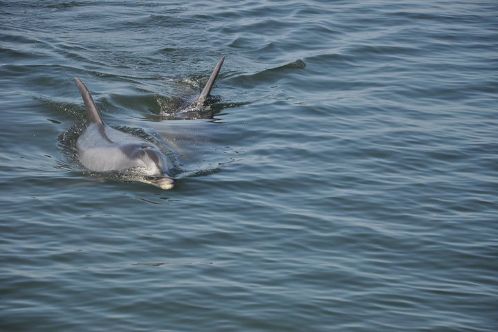 Marine Dolphin Seal Cruise