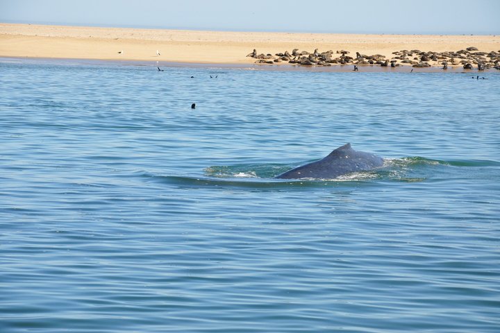 Marine Dolphin Seal Cruise
