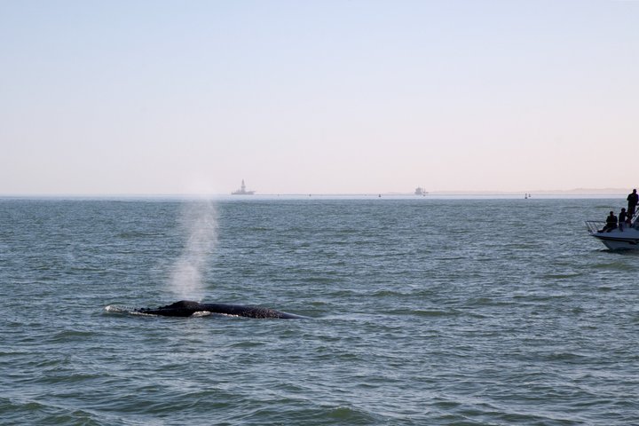 Marine Dolphin Seal Cruise