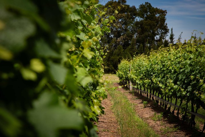 Wine Experience Tour Tasting and Tapas Gourmet