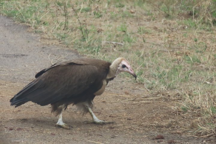 3 Day Kruger National Park Safari & Panorama Route
