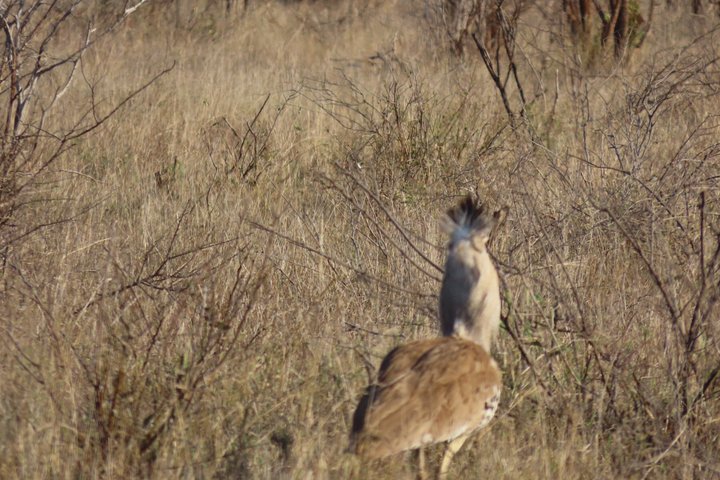 3 Day Kruger National Park Safari & Panorama Route