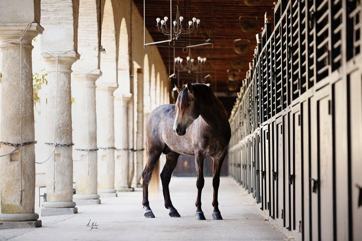 Equestrian Show Royal Stables of Córdoba