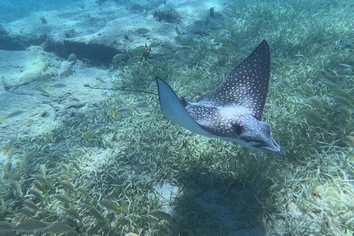 Vieques: Sea Turtle Snorkeling Small-Group, Photos & Snacks