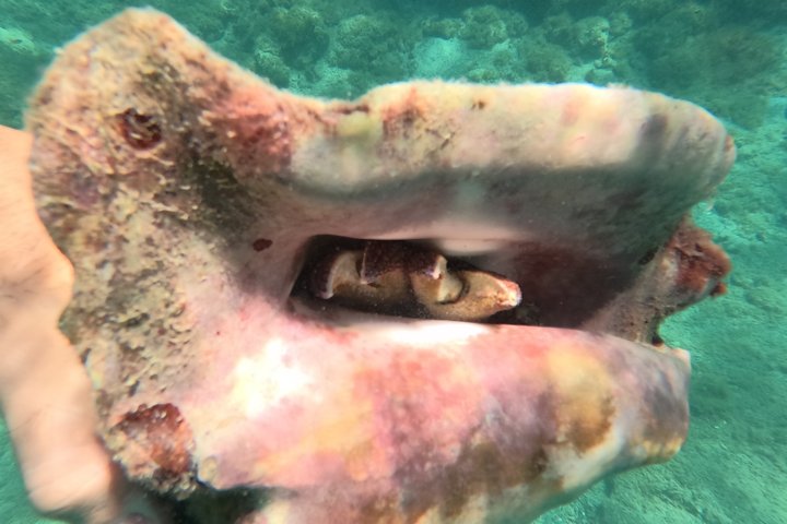 Vieques: Sea Turtle Snorkeling Small-Group, Photos & Snacks