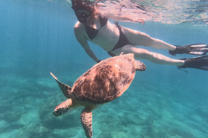 Vieques: Sea Turtle Snorkeling Small-Group, Photos & Snacks