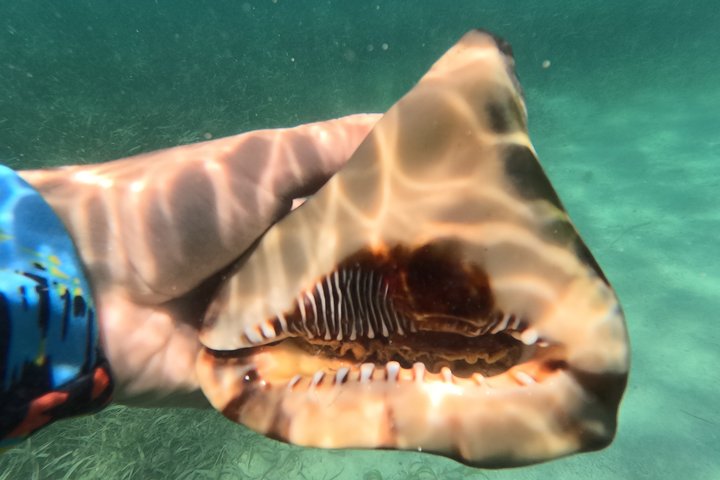 Vieques: Sea Turtle Snorkeling Small-Group, Photos & Snacks