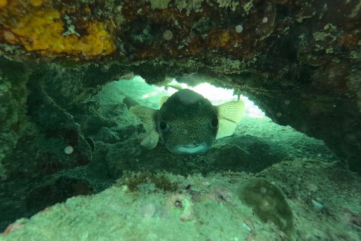Vieques: Sea Turtle Snorkeling Small-Group, Photos & Snacks