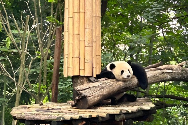 Chengdu: Panda Base Leshan Buddha Tour(or Half Day Panda Base )