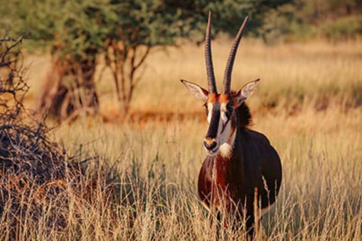 Okapuka Game Drive