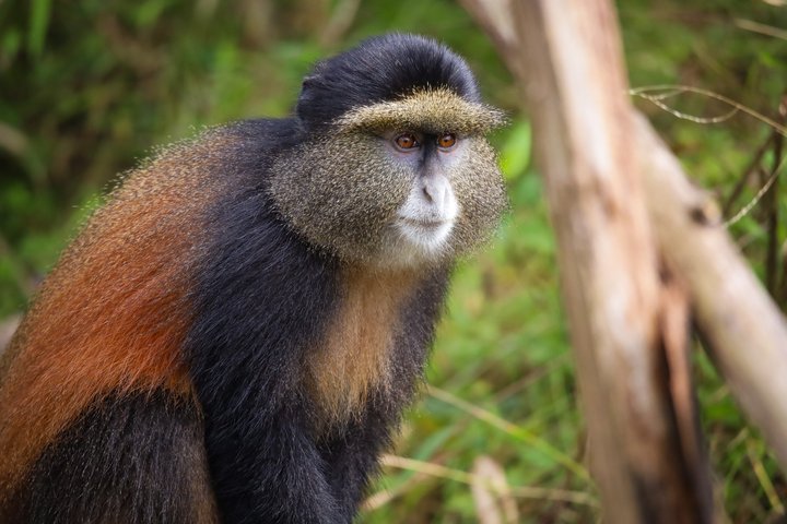 One Day Golden Monkey Trekking in Volcanoes National Park