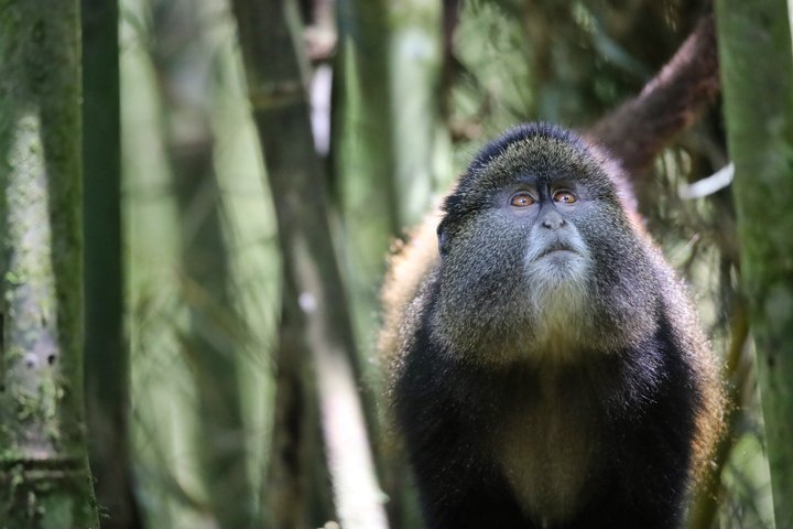 One Day Golden Monkey Trekking in Volcanoes National Park