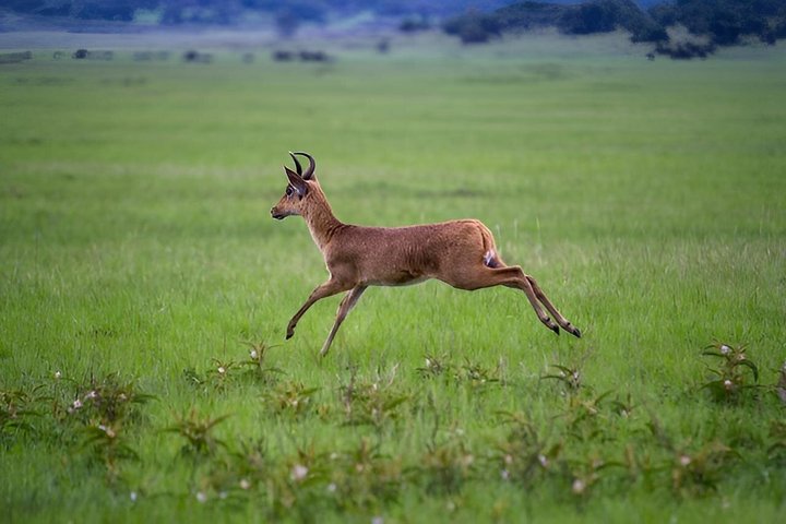 One Day Akagera National Park Big Five Safari