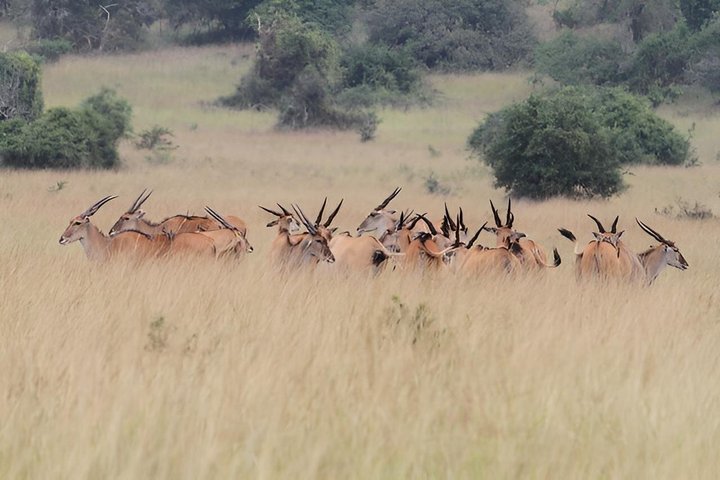 One Day Akagera National Park Big Five Safari