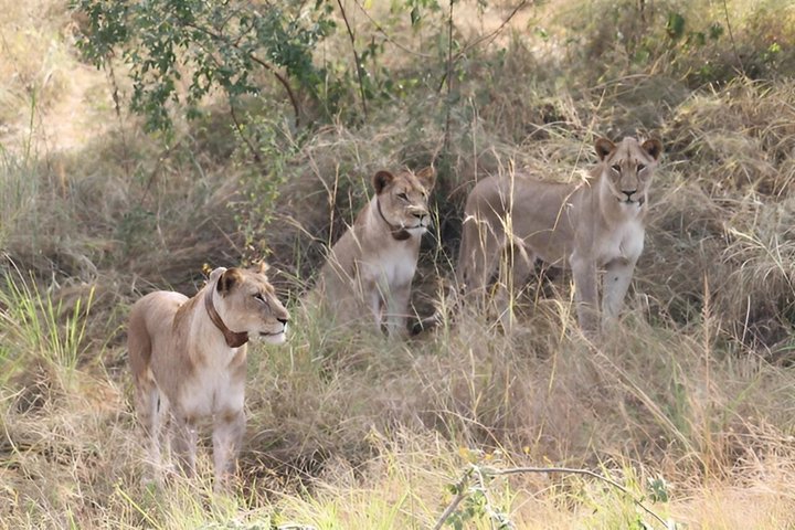 One Day Akagera National Park Big Five Safari