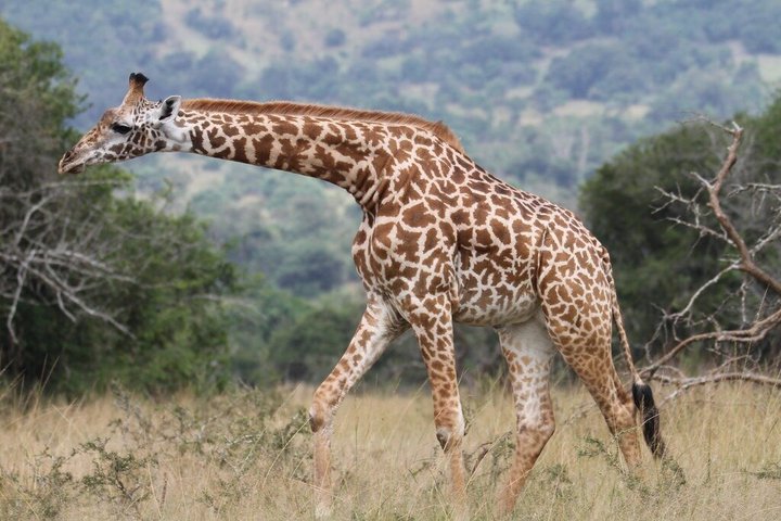 One Day Akagera National Park Big Five Safari