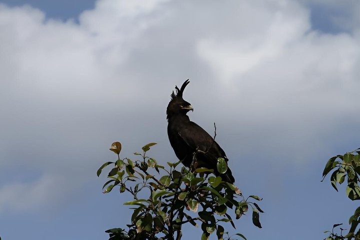 One Day Akagera National Park Big Five Safari