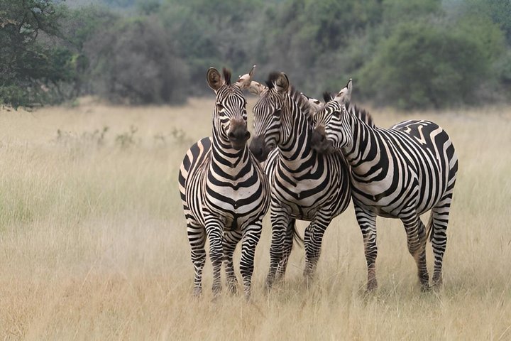 One Day Akagera National Park Big Five Safari