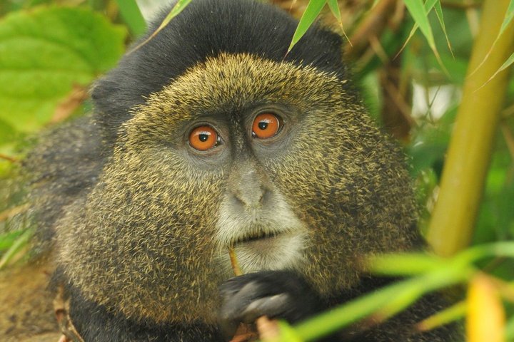 One Day Golden Monkey Trekking in Volcanoes National Park