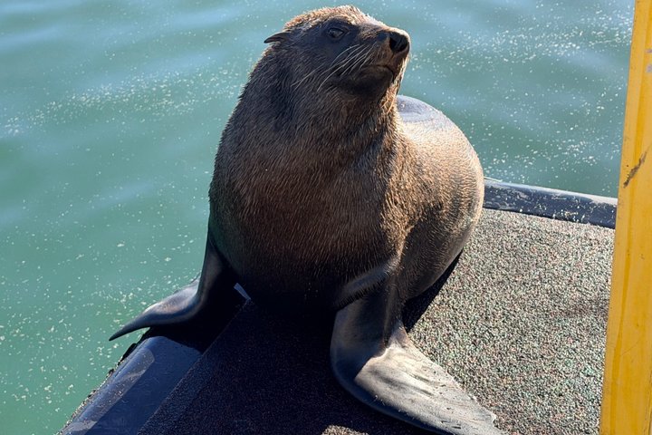 Table Mountain and Robben Island Tour with Pre Booked Tickets