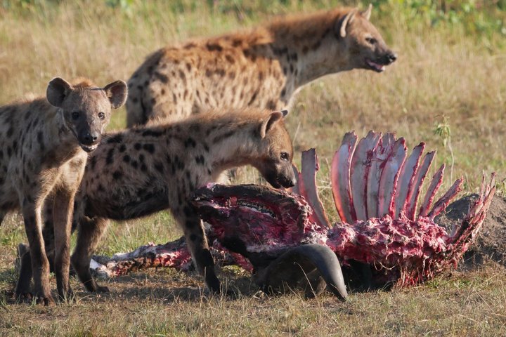 One Day Akagera National Park Big Five Safari