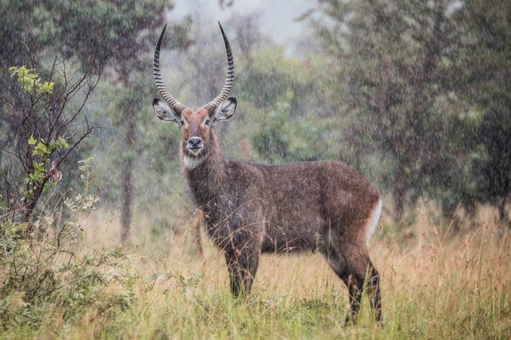 One Day Akagera National Park Big Five Safari